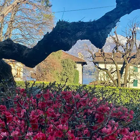 Magnolia - *