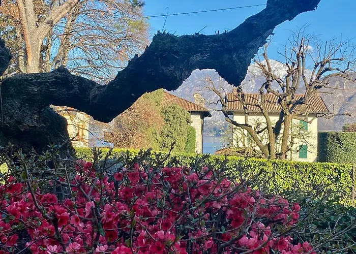 Magnolia - *